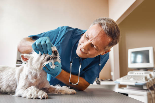 Best After-Hours Emergency Dentist in Pleasant Hill, MO